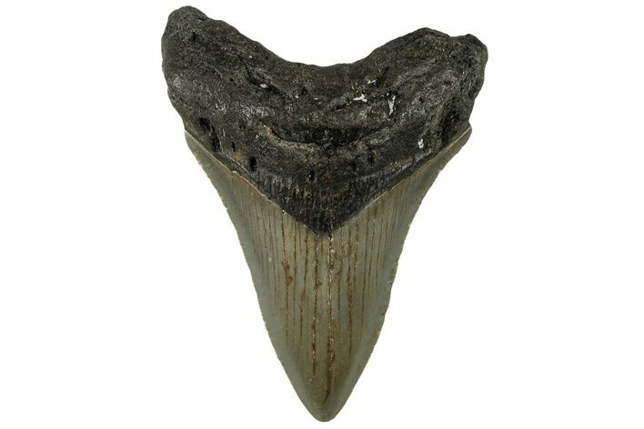 3.31" Fossil Megalodon Tooth - North Carolina
